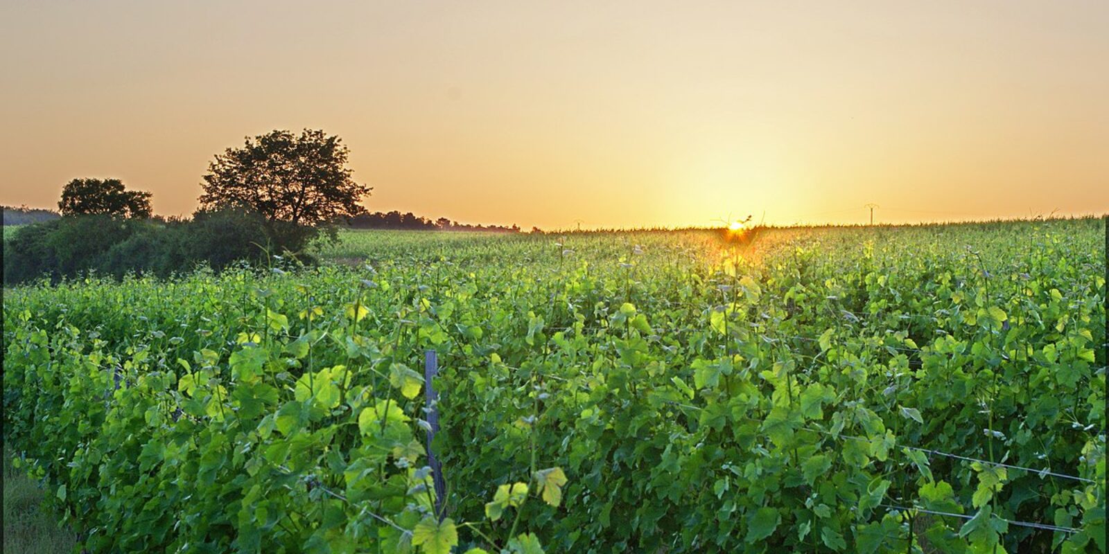 vignoble-val-de-loire